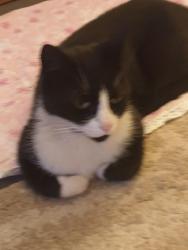 Lost Male Cat last seen Mill st, Carlton, NSW 2218