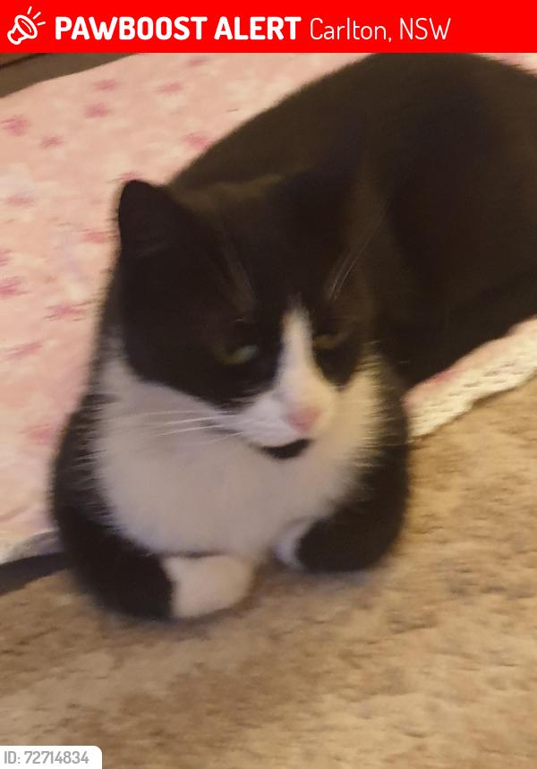 Lost Male Cat last seen Mill st, Carlton, NSW 2218