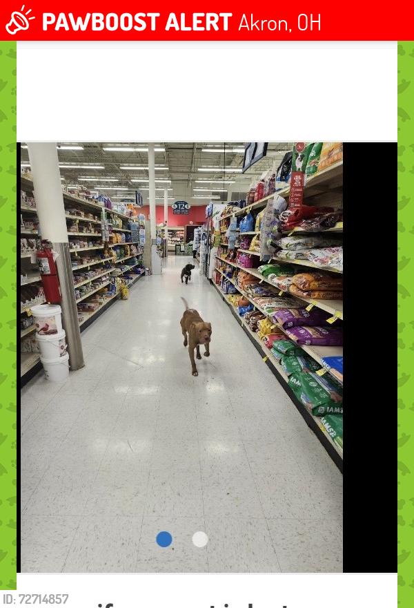 Lost Male Dog last seen Eastland, Akron, OH 44305