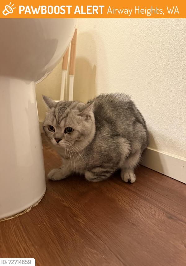 Found/Stray Male Cat last seen Hayford, Airway Heights, WA 99001