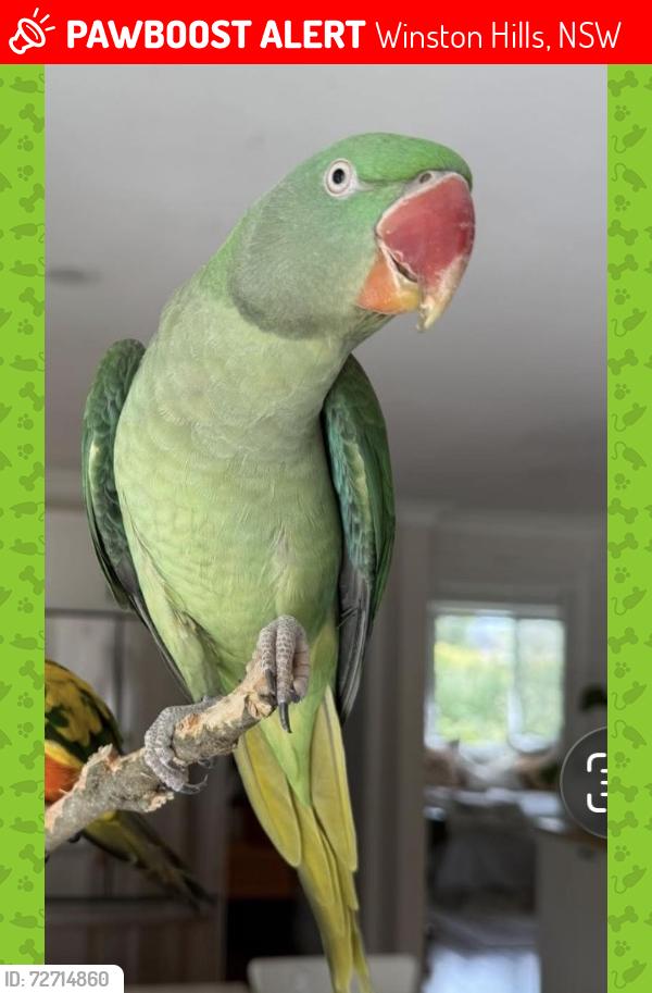 Lost Female Bird last seen St Paul’s Church, Winston Hills, NSW 2153