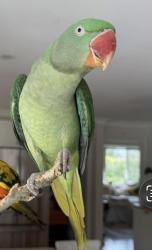 Lost Female Bird last seen St Paul’s Church, Winston Hills, NSW 2153