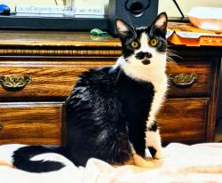 Lost Female Cat last seen Rt5, Ashland, KY 41105