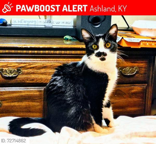 Lost Female Cat last seen Rt5, Ashland, KY 41105
