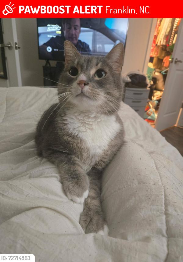 Lost Male Cat last seen Near Belleview rd franklin NC 28734 cottage 1, Franklin, NC 28734