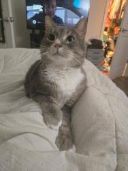 Lost Male Cat last seen Near Belleview rd franklin NC 28734 cottage 1, Franklin, NC 28734