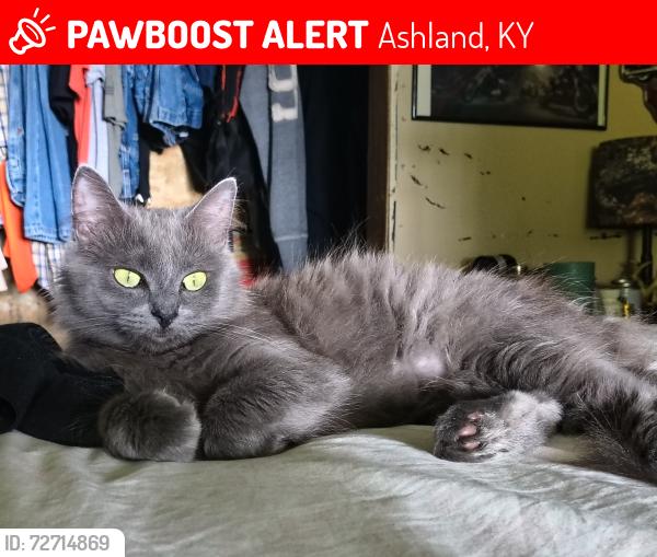 Lost Female Cat last seen Rt5, Ashland, KY 41105