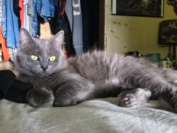 Lost Female Cat last seen Rt5, Ashland, KY 41105