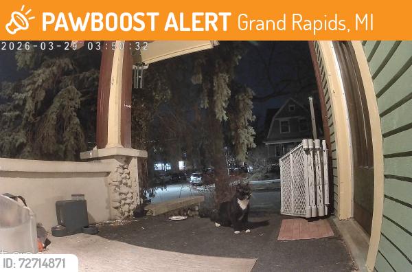 Found/Stray Unknown Cat last seen Indiana ave SW And park st, Grand Rapids, MI 49504
