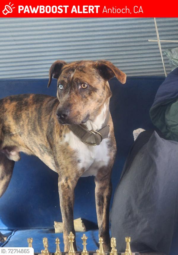 Lost Male Dog last seen Lonetree and Hillside, Antioch, CA 94531
