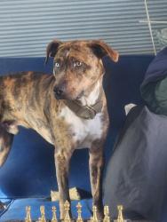 Lost Male Dog last seen Lonetree and Hillside, Antioch, CA 94531