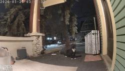 Found/Stray Unknown Cat last seen Indiana ave SW And park st, Grand Rapids, MI 49504