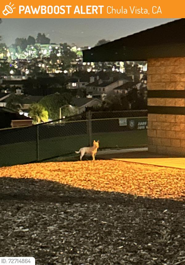 Found/Stray Male Dog last seen Greg rogers park, Chula Vista, CA 91911