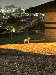 Found/Stray Male Dog last seen Greg rogers park, Chula Vista, CA 91911