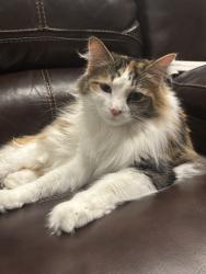 Lost Female Cat last seen Pistoia way, San Jose, San Jose, CA 95138