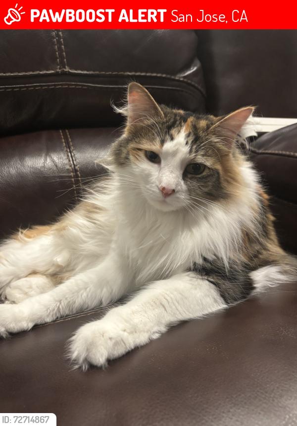 Lost Female Cat last seen Pistoia way, San Jose, San Jose, CA 95138