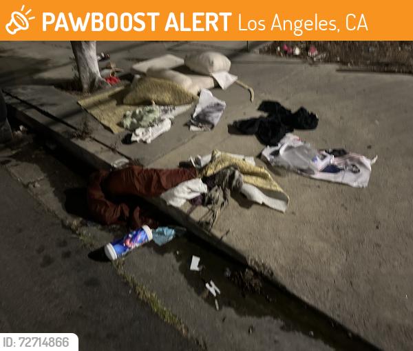 Found/Stray Male Cat last seen Oakwood and Hayworth , Los Angeles, CA 90048