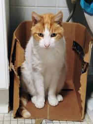 Found/Stray Female Cat last seen Middlebelt and Ann arbor tr. in westland , Westland, MI 48185