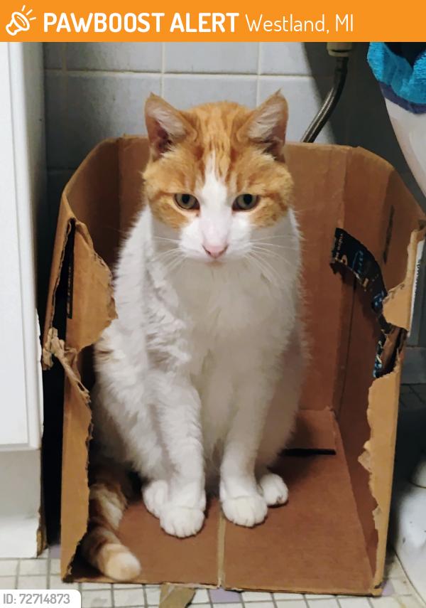 Found/Stray Female Cat last seen Middlebelt and Ann arbor tr. in westland , Westland, MI 48185