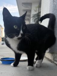 Lost Male Cat last seen Stewart and Gray Rd and Rives ave, Downey, CA 90241
