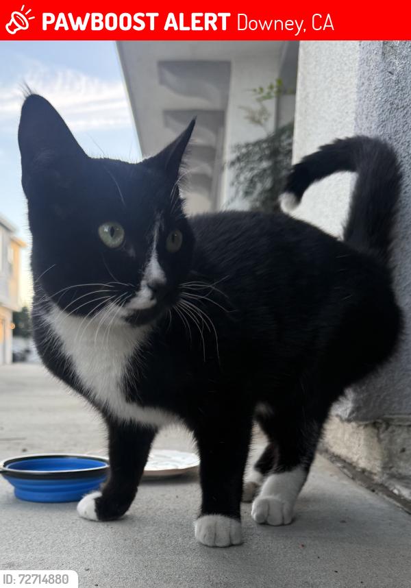 Lost Male Cat last seen Stewart and Gray Rd and Rives ave, Downey, CA 90241