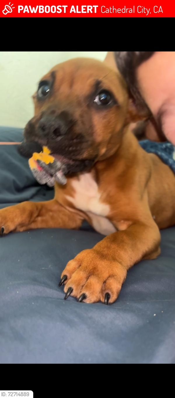 Lost Male Dog last seen  , Cathedral City, CA 92234