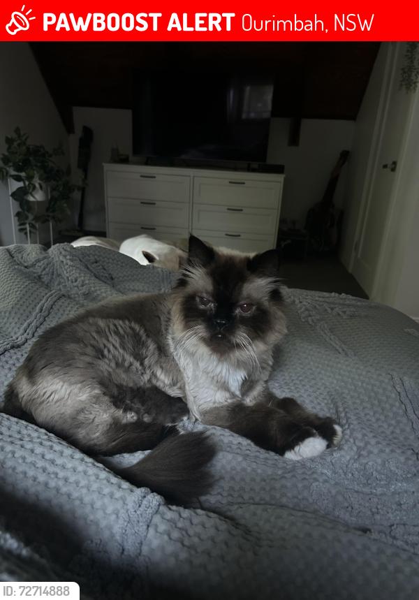 Lost Male Cat last seen Top end on private drive, Kauri Ct, Ourimbah, NSW 2258