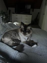 Lost Male Cat last seen Top end on private drive, Kauri Ct, Ourimbah, NSW 2258