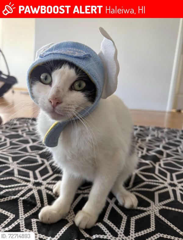 Lost Female Cat last seen Pupukea Rd, Haleiwa, HI 96712