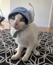 Lost Female Cat last seen Pupukea Rd, Haleiwa, HI 96712