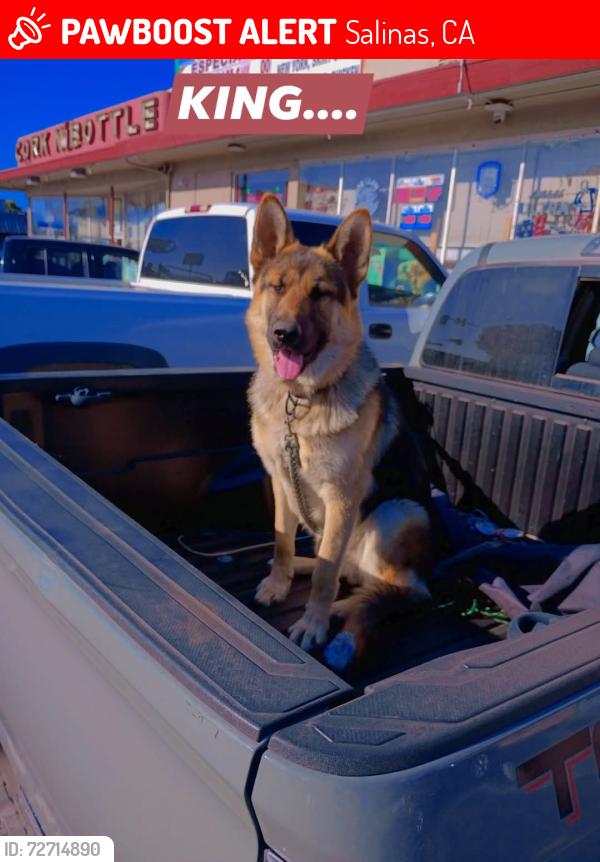 Lost Male Dog last seen Linwood, Salinas, CA 93906
