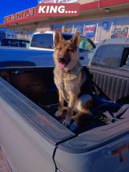 Lost Male Dog last seen Linwood, Salinas, CA 93906