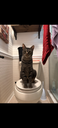 Lost Male Cat last seen Blind pond and Hannah , Lutz, FL 33549