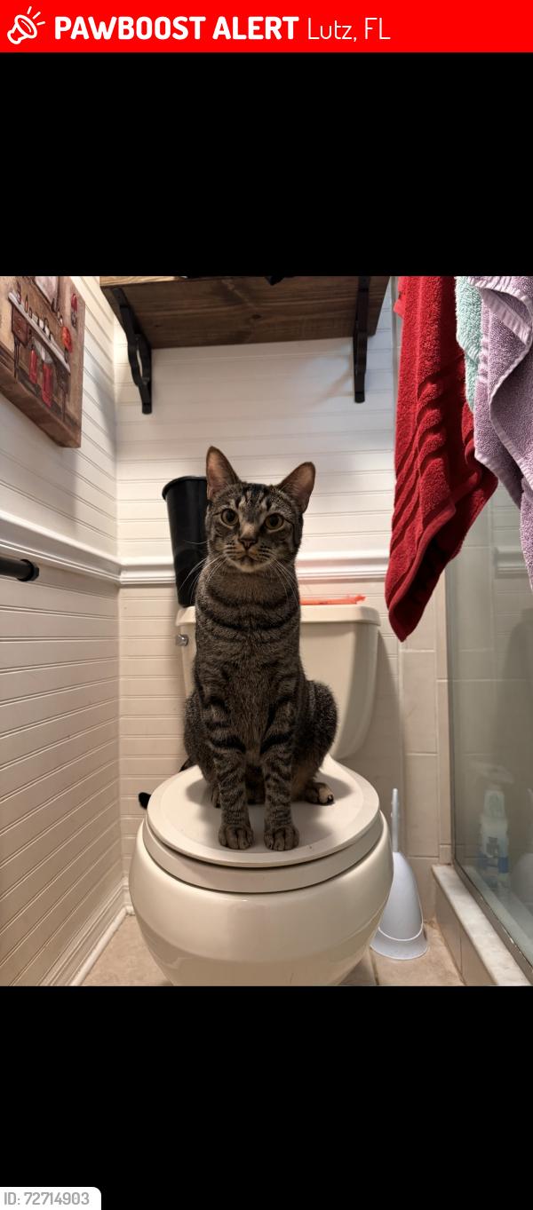 Lost Male Cat last seen Blind pond and Hannah , Lutz, FL 33549