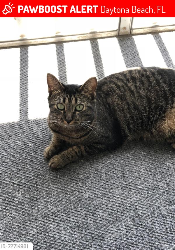 Lost Female Cat last seen Pelican Bay, Daytona Beach, FL 32119