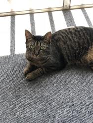 Lost Female Cat last seen Pelican Bay, Daytona Beach, FL 32119
