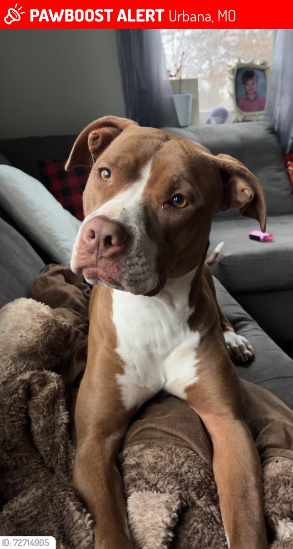 Lost Female Dog last seen County Rd 294, Urbana Mo , Urbana, MO 65767