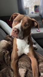 Lost Female Dog last seen County Rd 294, Urbana Mo , Urbana, MO 65767
