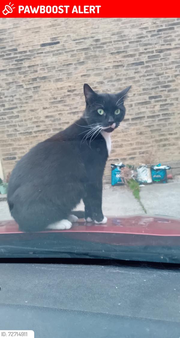 Lost Male Cat last seen Dudley Hill Road, Bradford, West Yorkshire, England BD2 3AE
