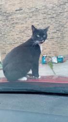 Lost Male Cat last seen Dudley Hill Road, Bradford, West Yorkshire, England BD2 3AE