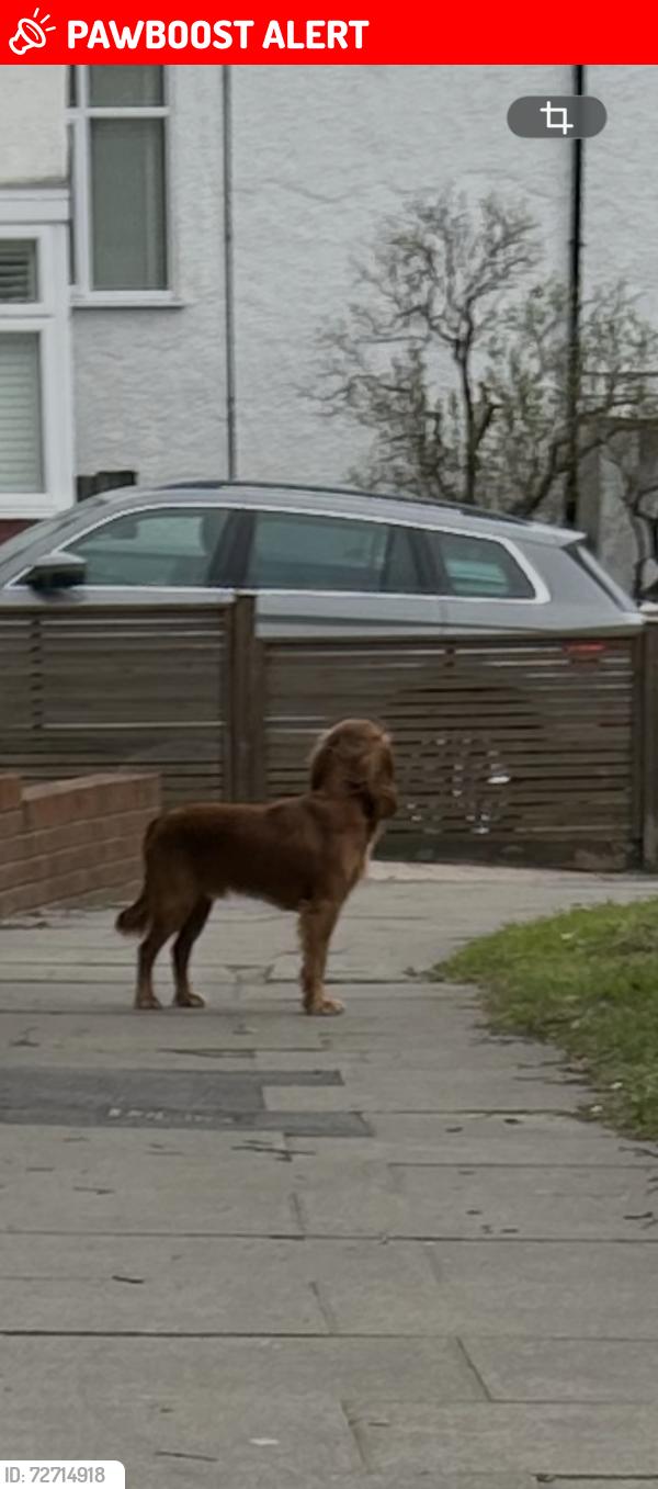 Lost Unknown Dog last seen Old park ridings, windmill hill Enfield , Greater London, England 
