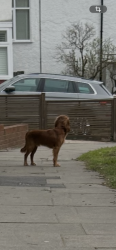 Lost Unknown Dog last seen Old park ridings, windmill hill Enfield , Greater London, England 