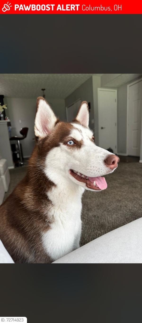 Lost Female Dog last seen polaris, Columbus, OH 43240
