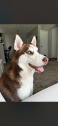 Lost Female Dog last seen polaris, Columbus, OH 43240