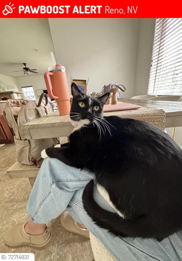 Lost Female Cat last seen Orca Way, Reno, NV 89506
