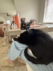 Lost Female Cat last seen Orca Way, Reno, NV 89506