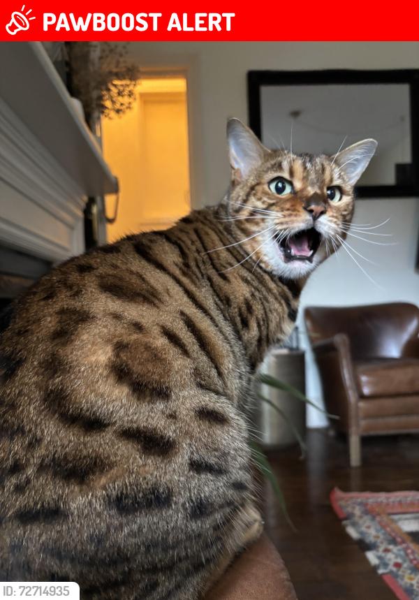 Lost Female Cat last seen On Madras Road, Cambridge , Cambridgeshire, England CB1 3PX