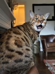 Lost Female Cat last seen On Madras Road, Cambridge , Cambridgeshire, England CB1 3PX