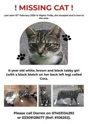 Lost Female Cat last seen Bowden Green Drive, Greater Manchester, England WN7