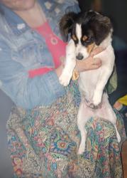 Found/Stray Male Dog last seen Avondale Avenue, San Antonio, TX 78210